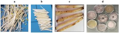 Assessing performance of simplified bioassays for soil-borne pathogens in smallholder systems of western Kenya